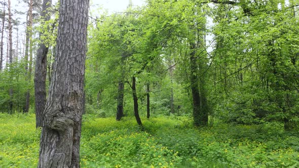 Wild Forest Landscape on a Summer Day