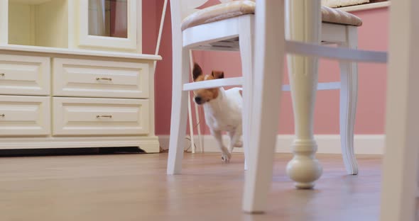 active dog jack russell runs in the room around the house running around the chair in the kitchen