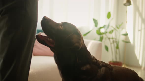 Labrador Dog Closeup