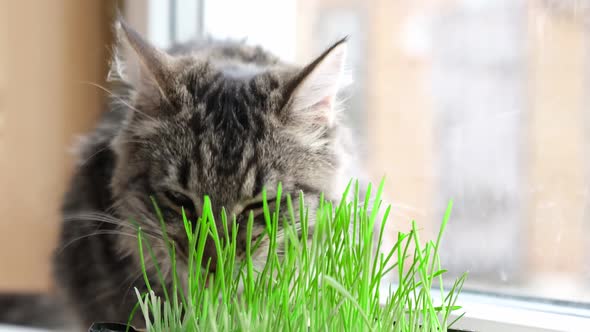 Cat Eating Fresh Green Grass Sniffing and Munching a Catnip