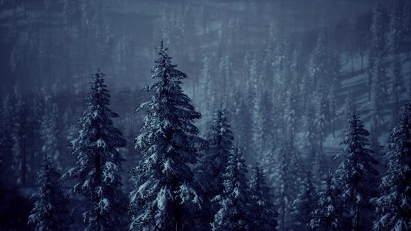 Misty Fog in Pine Forest on Mountain Slopes