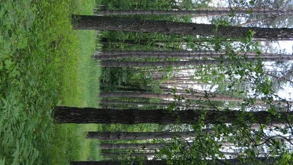 Vertical Video of Forest Landscape in Summer Slow Motion