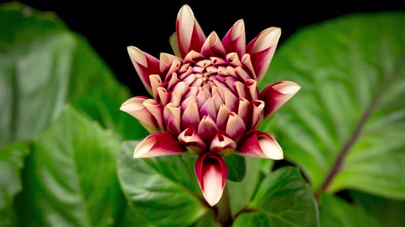 Time Lapse of Blooming Red White Dahlia