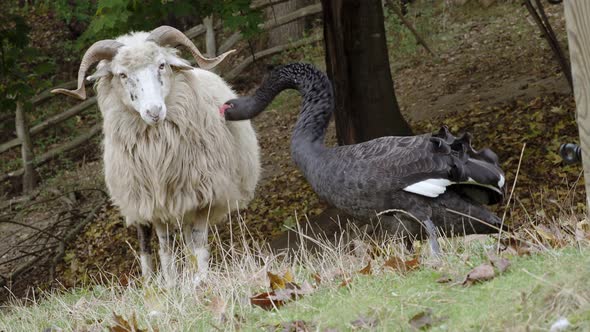 Black swan attacks the wallachian sheep