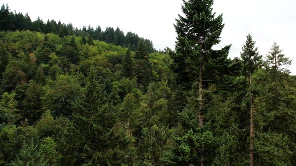 Aerial drone footage of mountainous Oregon forest treetops