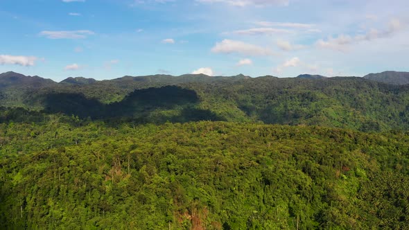 Evergreen Forest on a Tropical Island