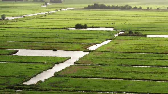 Vibrant green agriculture fields with water canals, aerial drone view