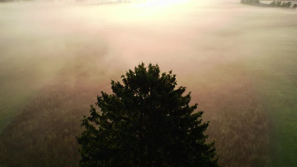 Drone Over Lone Tree In Misty Landscape Of Zell Am See