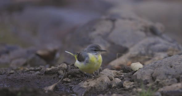 Grey Wagtail bird searching for insects around water on a early morning