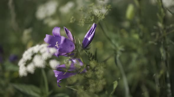 Purple Flowers in Macro Photography