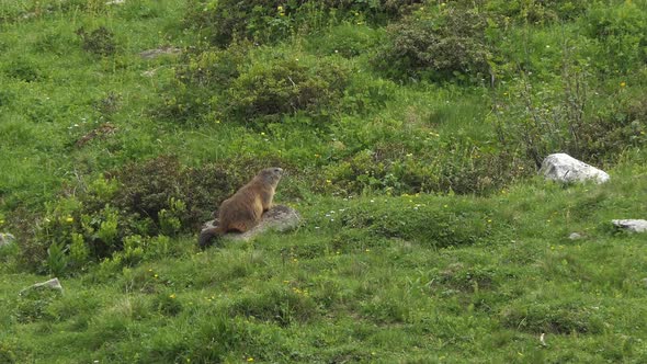 Alpine marmot also called murmeltier in the Alps of Austria quickly runs into his hole.