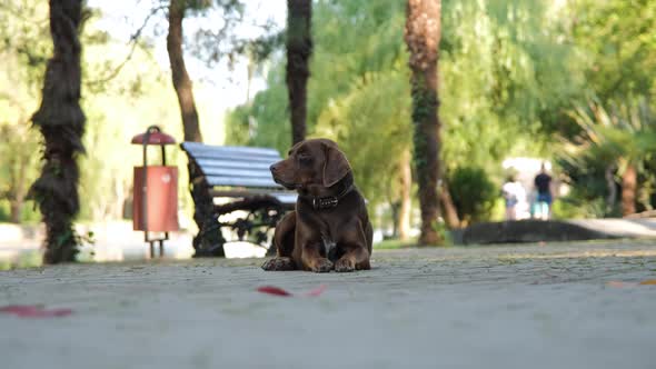 Chocolate Labrador Lying on a Paved Path in Park