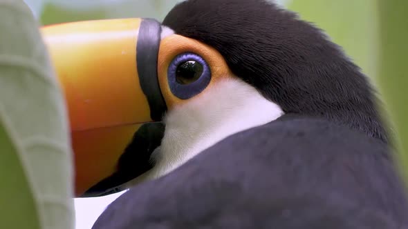 Incredibly detailed close-up of the colorful head of a fascinating Ramphastos Toco in South America