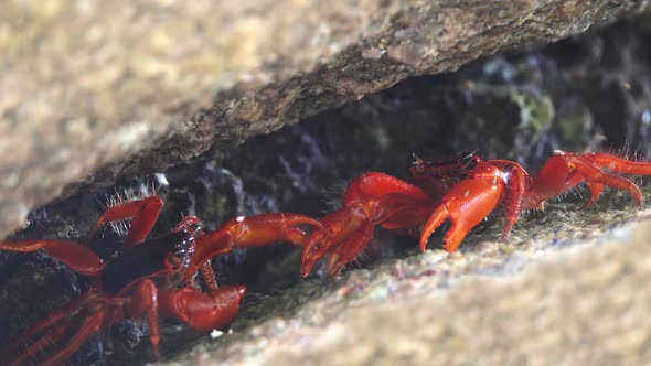 Two Red Crabs Fighting in Cleft on Similan Island
