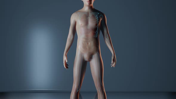 Large Intestine in Human Body alt