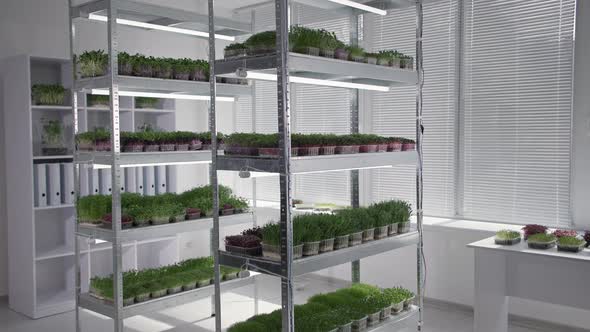 Organic Businesses Young Fresh Micro Green Sprouts in Containers on a Rack Shelf in a Modern