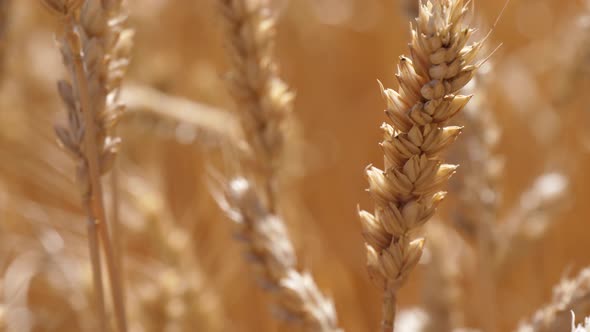 Wheat Field with Ripe Spikelets Close-up. Agriculture Harvest, the Concept of Harvesting Agriculture