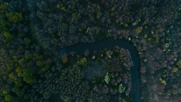 Spring Forest and River on Sunset