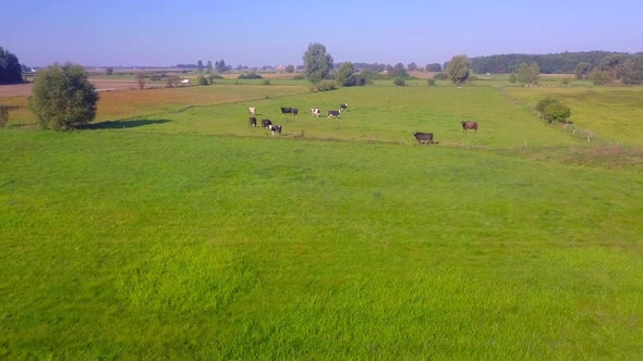 Green Meadows with Cows Summer AERIAL Video