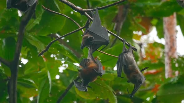 Flying Foxes Hanging on a Tree Branch and Washing Up