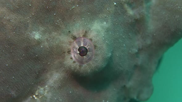 Close up shot of eye of giant green frogfish.