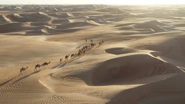 Aerial view of Camels in Dubai desert, United Arab Emirates.