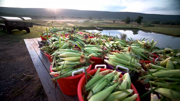 Camera turning to the left focussed on a flatbed loaded with freshly picked corn with the sun rising