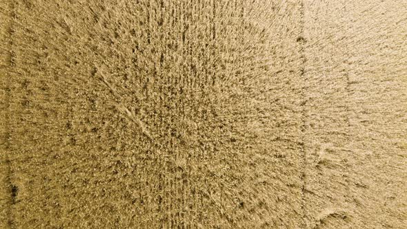 Aerial Drone Shot  a Brown Field in a Rural Area  Straight Downward View