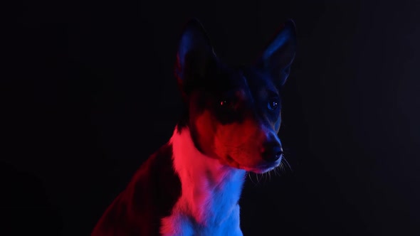 Basenji Sits in a Dark Studio Against a Black Background in Red Neon Light