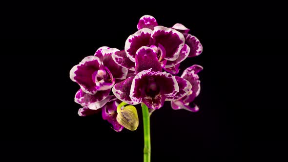 Blooming Purple Tulip Orchid Phalaenopsis Flower