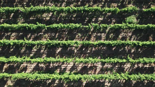 Rows of Grape Bushes on the Plantation of a Winery