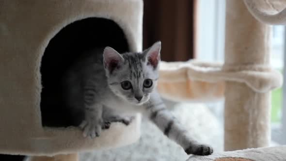 Cute Cat Lying On Cat Tower Slow Motion