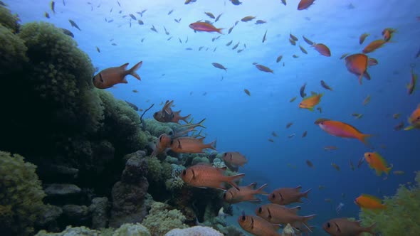 Underwater Colorful Reef