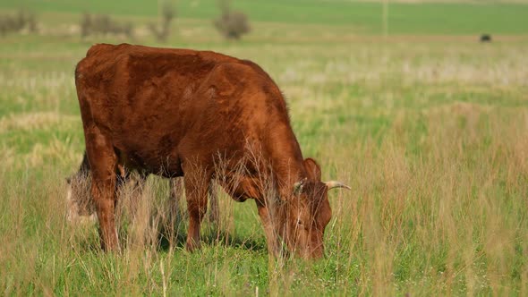 Cows Graze in a Meadow