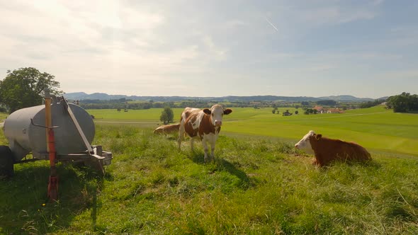 Agriculture and Cattle Farming and Raw Dairy Products in the Mountains of the Alpine Region