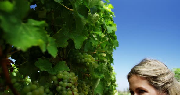 Happy woman examining grapes in vineyard