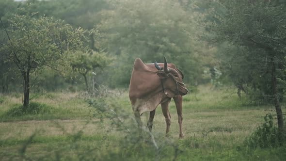 Handsome brown Indian bull cow swatting away flies in a rural field slow motion