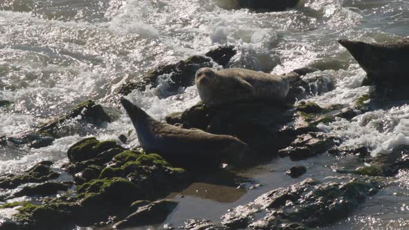 Seals laying on beach rocks as waves roll in and crash slow-motion 1080p 120fps