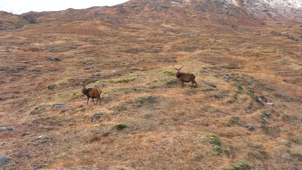 Majestic Red Deer Stags in The Scottish Highlands