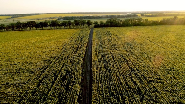 The scenic dirt road through sunflower fields. Aerial view.