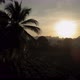 Forest silhouette Coconut plants With sun behind - VideoHive Item for Sale