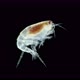 Crustacea Amphipoda Under Microscope Superorder Peracarida - VideoHive Item for Sale