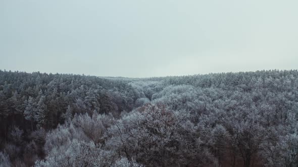 Panoramic view of a beautiful forest in winter. Flying over the top of trees covered with frost. 