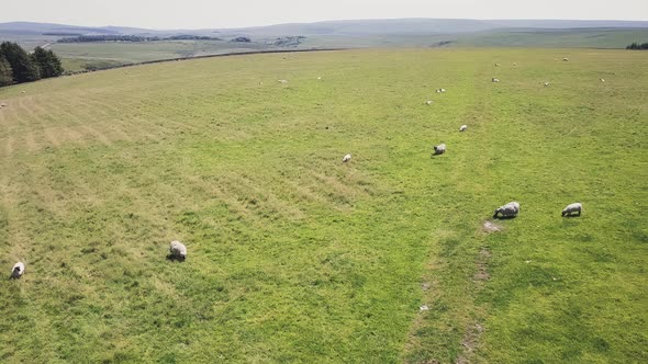 Sheep grazing in Dartmoor National Park in England.