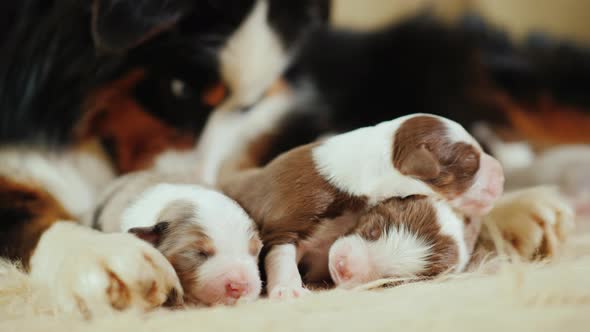 Care for the Offspring - the Dog Gently Licks Its Newborn Puppies