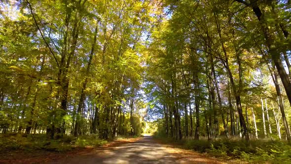 Driving through autumn forest in sunny day, Poland