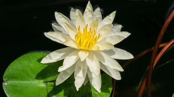 White Fower of Water Lily Blooming in Time Lapse in Summer Day