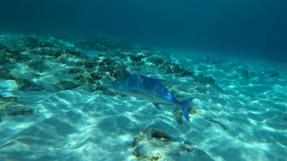 Giant Trevally Swimming in Tropical Waters