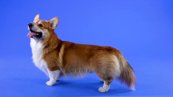 Pembroke Welsh Corgi Stands Sideways in the Studio in the Studio on a Blue Background