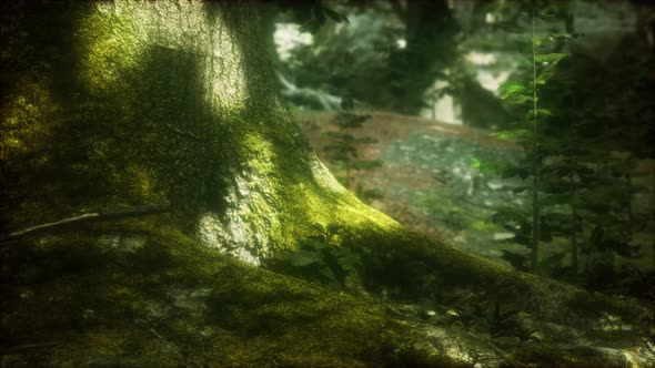 Tree with Moss on Roots in a Green Forest